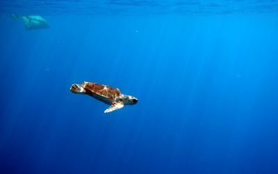 Norme di Comportamento Turtle Point