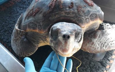 Da Agatha Christie a Peppiniello e Fortunella