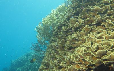 La Stazione Zoologica Anton Dohrn è tra i migliori enti di ricerca sugli oceani