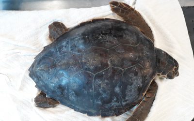 Le due tartarughe marine, Carmencita e Arianna, tornano in libertà.