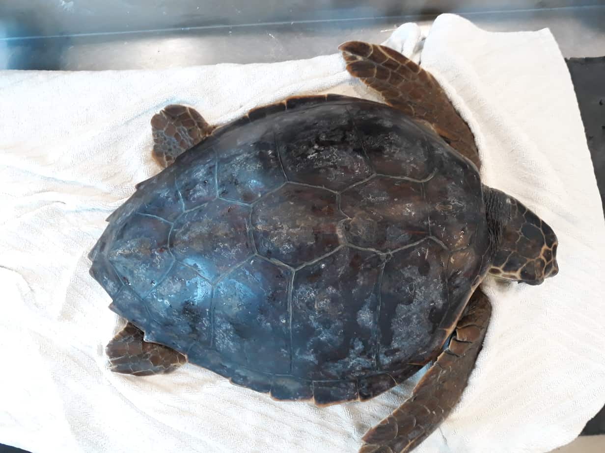 Le due tartarughe marine, Carmencita e Arianna, tornano in libertà.