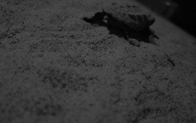 Salgono a quota 175 i cuccioli di tartaruga marina nati da metà agosto ad oggi