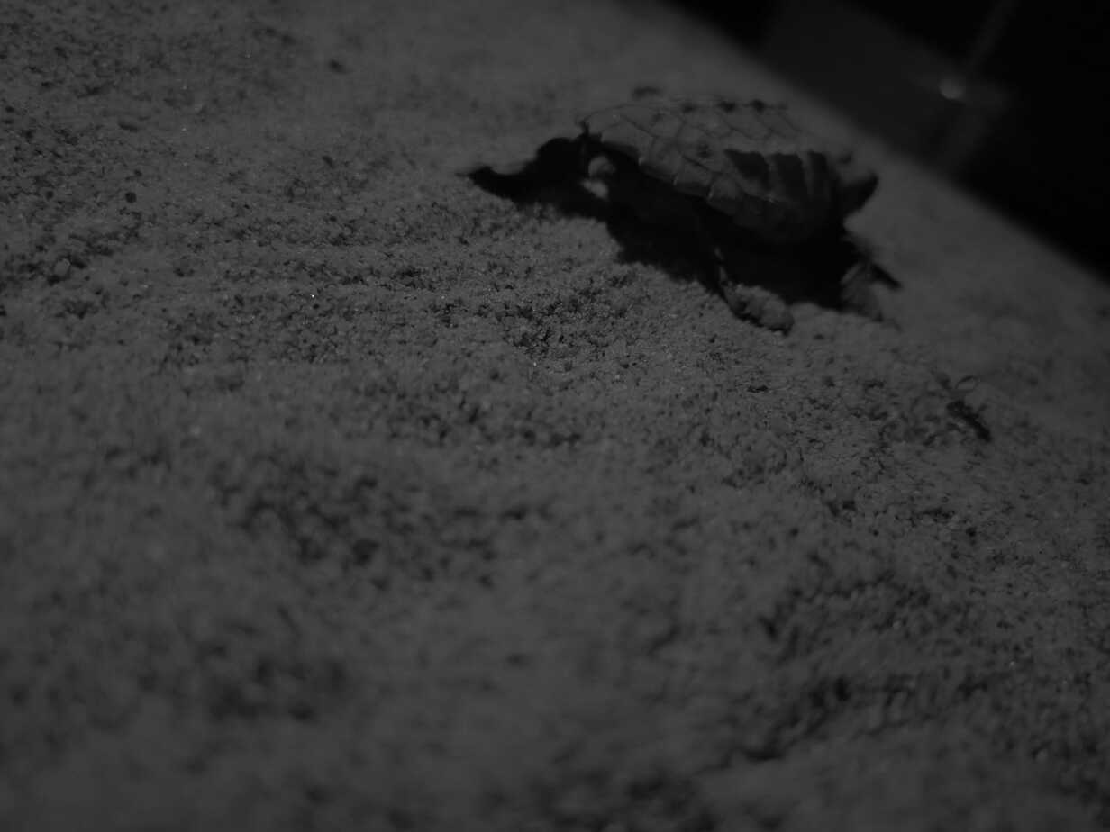 Salgono a quota 175 i cuccioli di tartaruga marina nati da metà agosto ad oggi