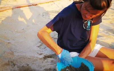 Salgono a sei i nidi di tartaruga marina, cinque dei quali deposti ad Ascea e uno ad Eboli. Salvata una nidiata