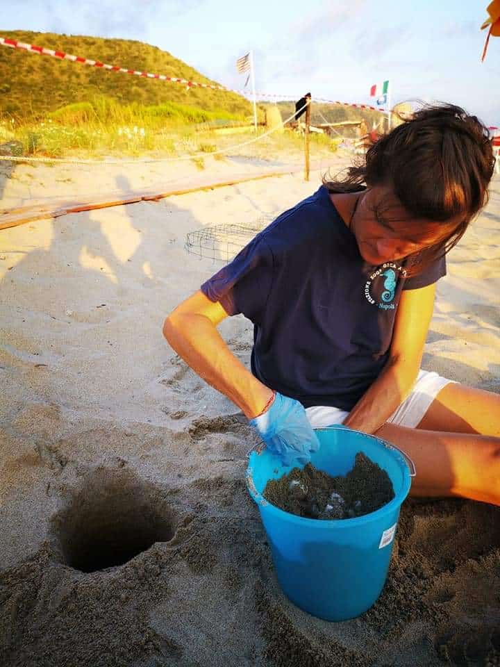 Salgono a sei i nidi di tartaruga marina, cinque dei quali deposti ad Ascea e uno ad Eboli. Salvata una nidiata