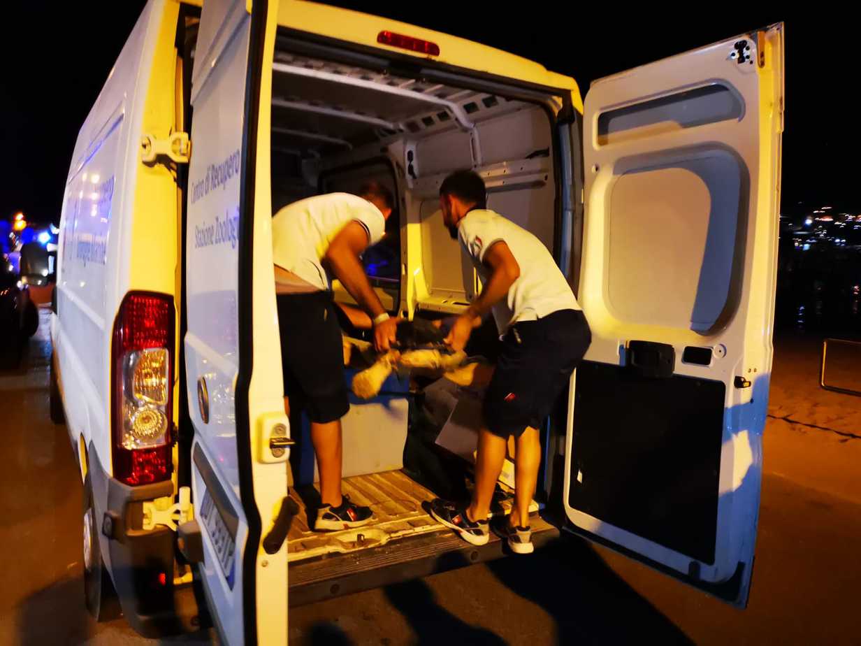 Gioacchina, la tartaruga marina intrappolata in una rete illegale a Palinuro, è stata ricoverata ieri sera al CRTM di Portici