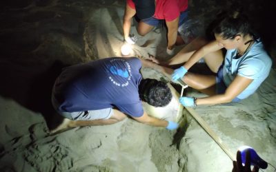 Trovati vivi altri dieci cuccioli di tartaruga marina nel secondo nido di Ascea