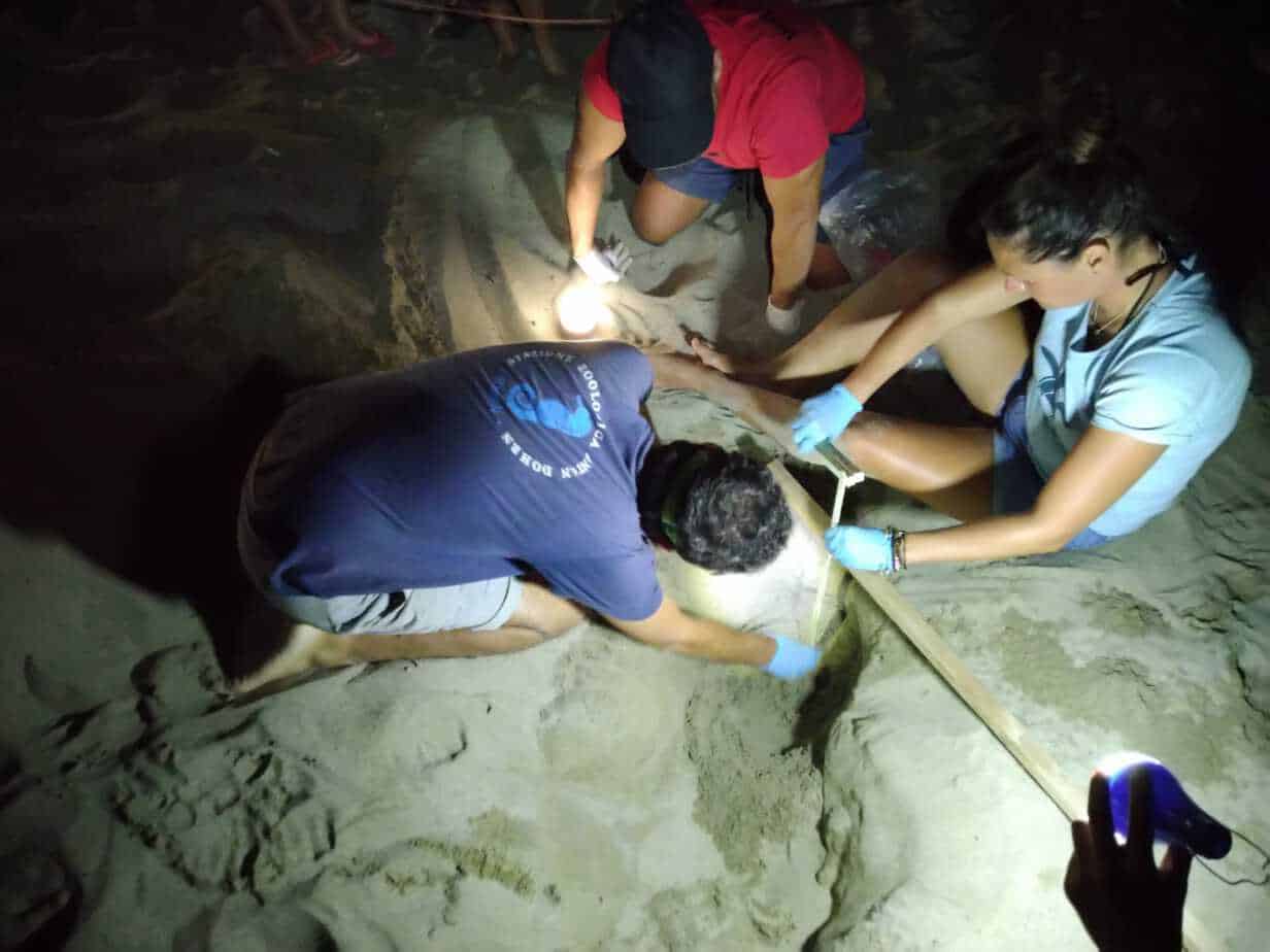 Trovati vivi altri dieci cuccioli di tartaruga marina nel secondo nido di Ascea