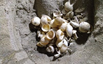 A Radio di Bordo, su Rai Radio 1, il racconto di fine estate sui nidi di tartaruga marina