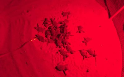 Sono ventinove le tartarughe marine emerse dal primo nido rinvenuto in Campania