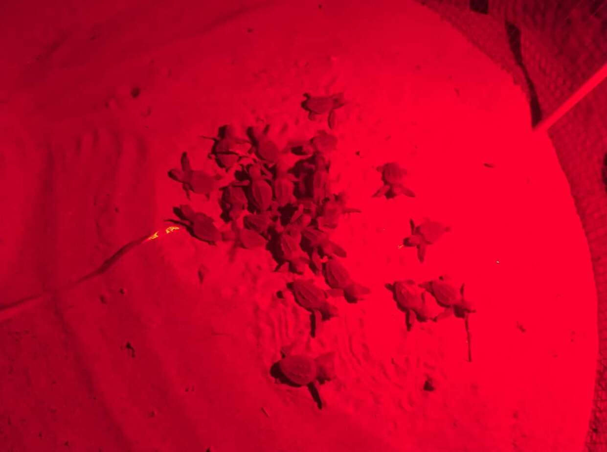 Sono ventinove le tartarughe marine emerse dal primo nido rinvenuto in Campania