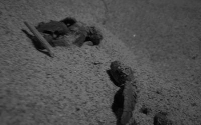 Iniziata la schiusa del terzo nido di Ascea