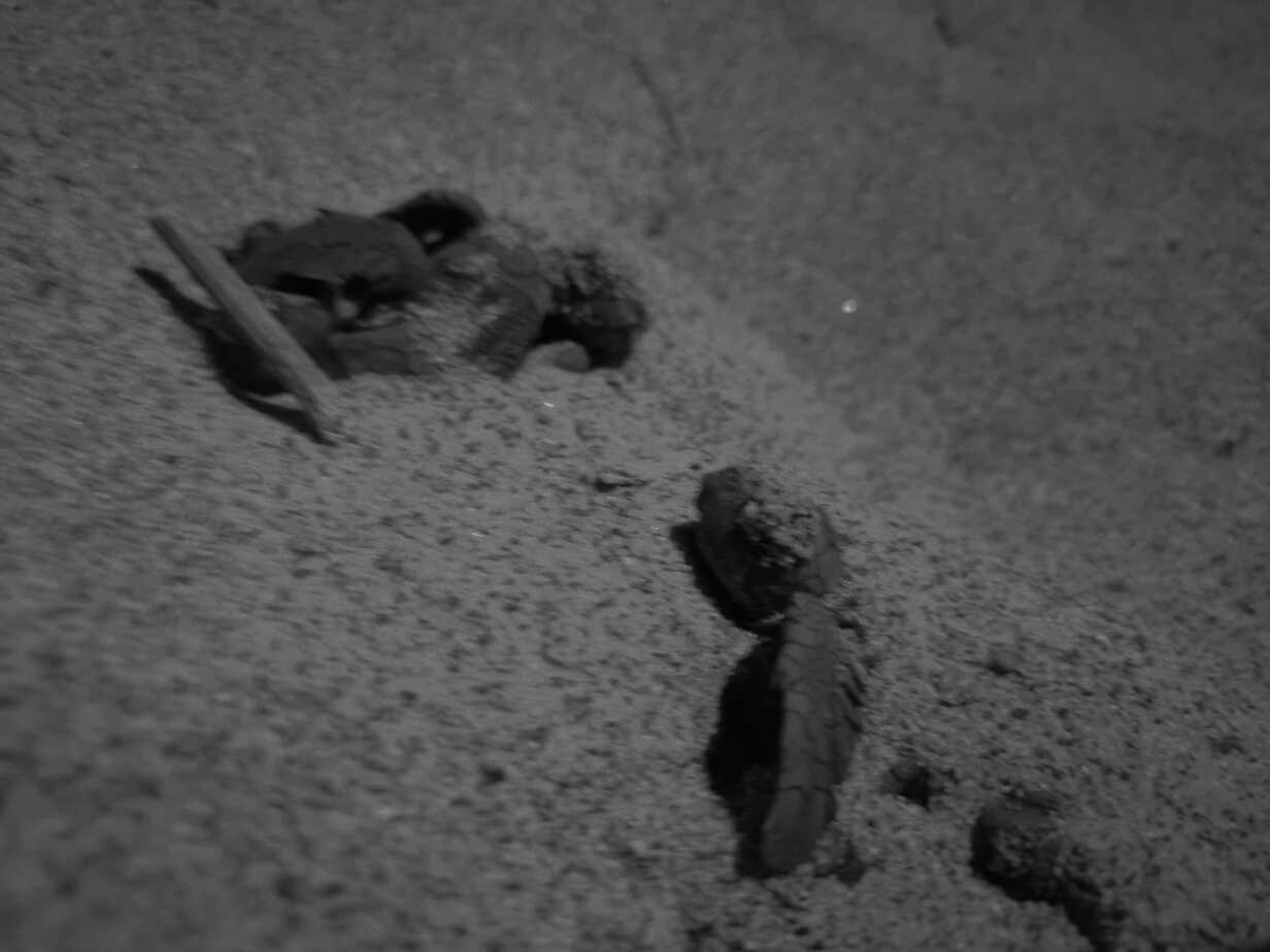 Iniziata la schiusa del terzo nido di Ascea