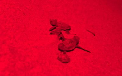 Nuova emersione di tartarughe marine ad Ascea