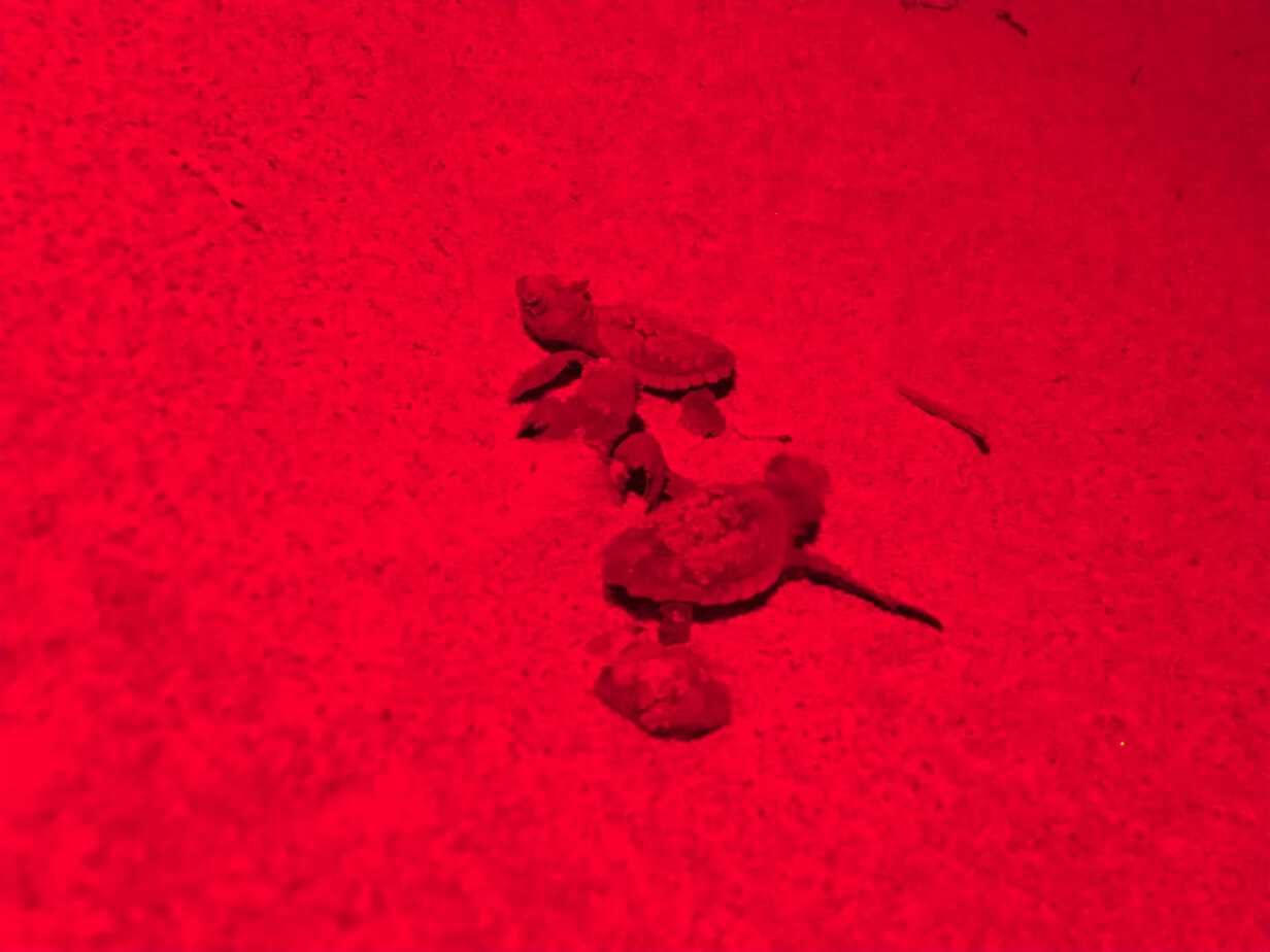 Nuova emersione di tartarughe marine ad Ascea