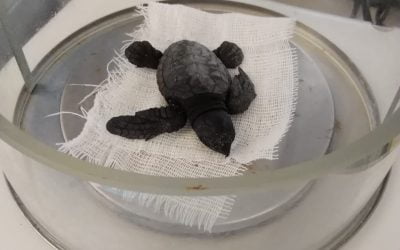 Salvati quattordici cuccioli di tartaruga marina a Meta di Sorrento