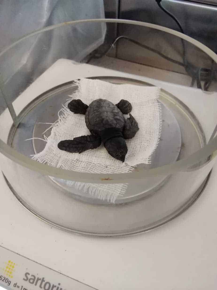 Salvati quattordici cuccioli di tartaruga marina a Meta di Sorrento