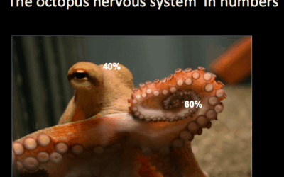 L’intelligenza del polpo