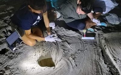 79 nascite totali per il terzo nido ad Ascea