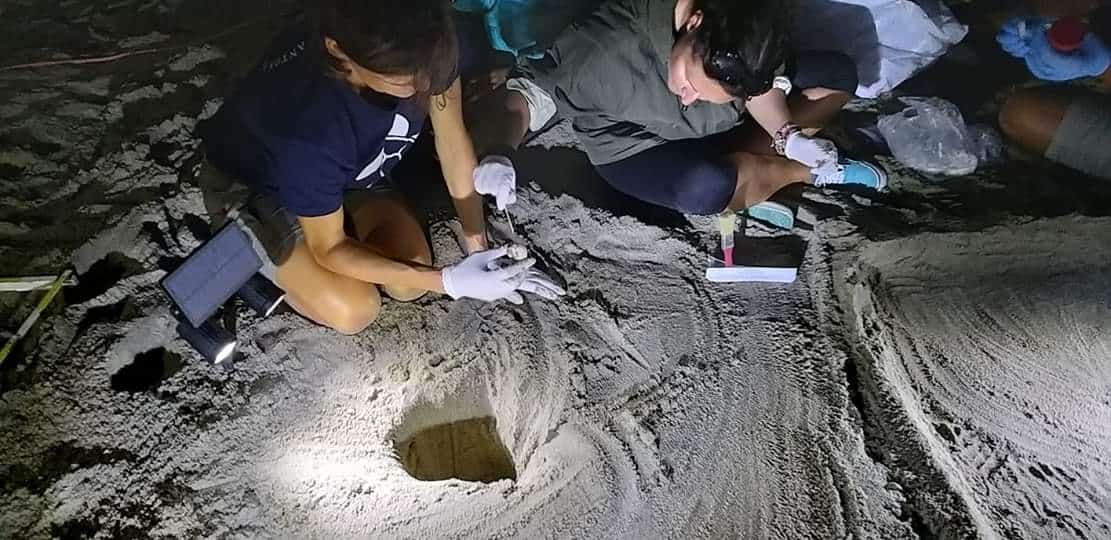 79 nascite totali per il terzo nido ad Ascea