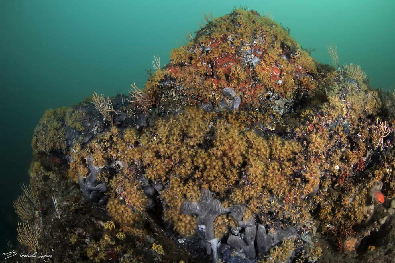 L’iniziativa di Marevivo “Il mare durante il Coronavirus”