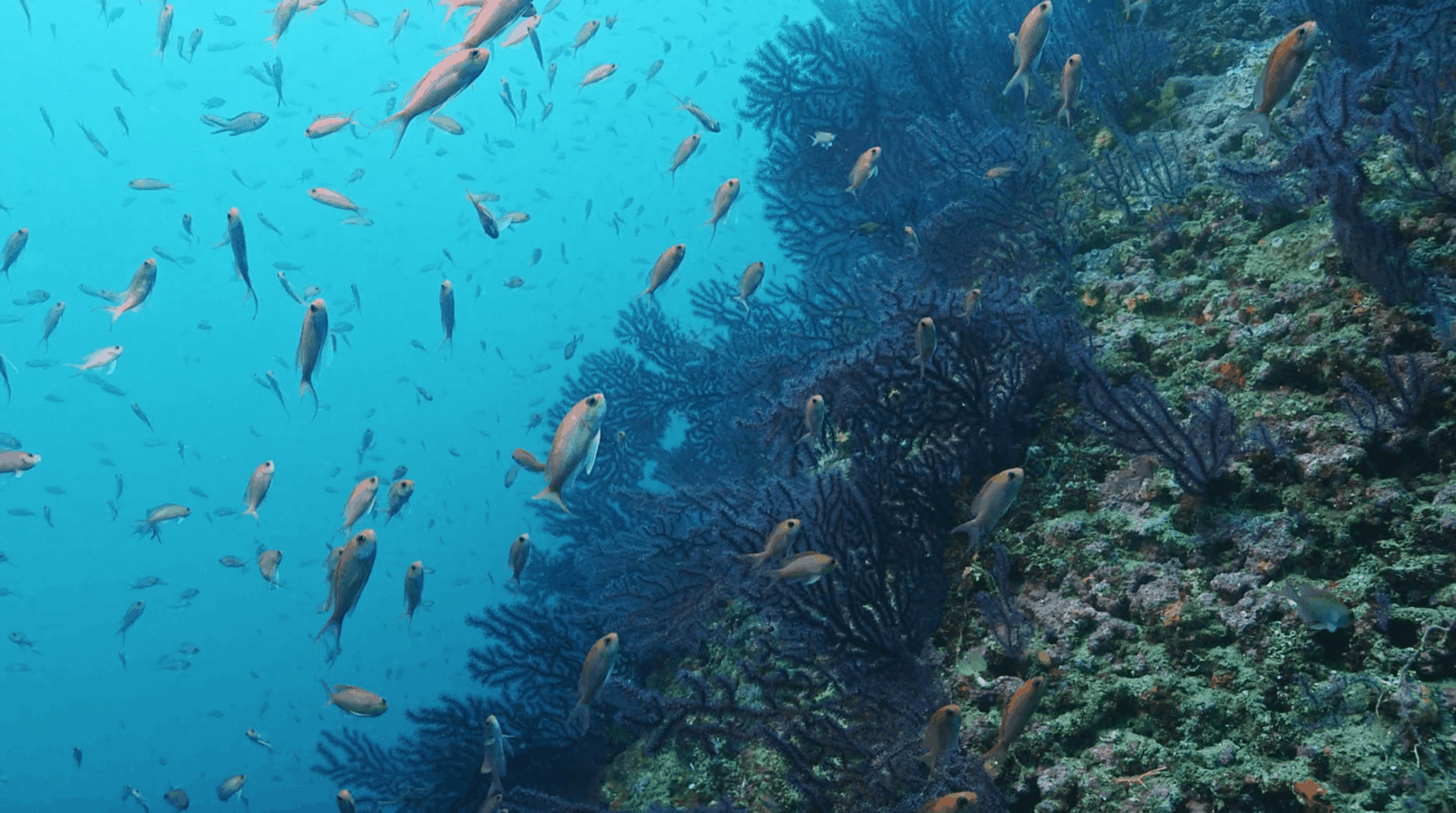 Le prime immagini subacquee del “mare al tempo del coronavirus”