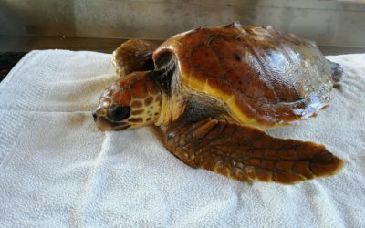 La liberazione di Greta e Alive