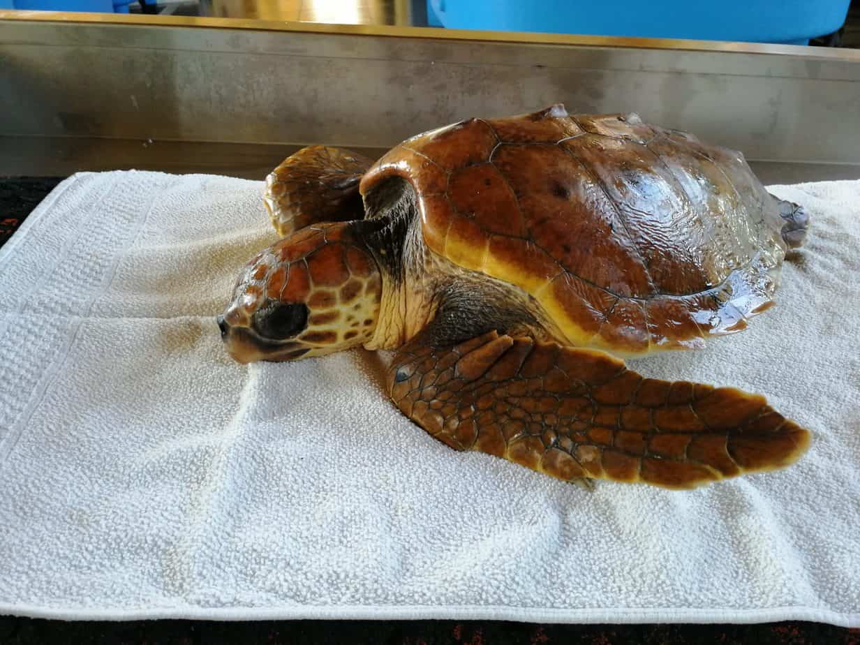 La liberazione di Greta e Alive