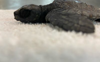 Loto, Iris, Diego ed Eleonora le prime quattro tartarughe marine del 2021 ospiti del Turtle Point della Stazione Zoologica Anton Dohrn