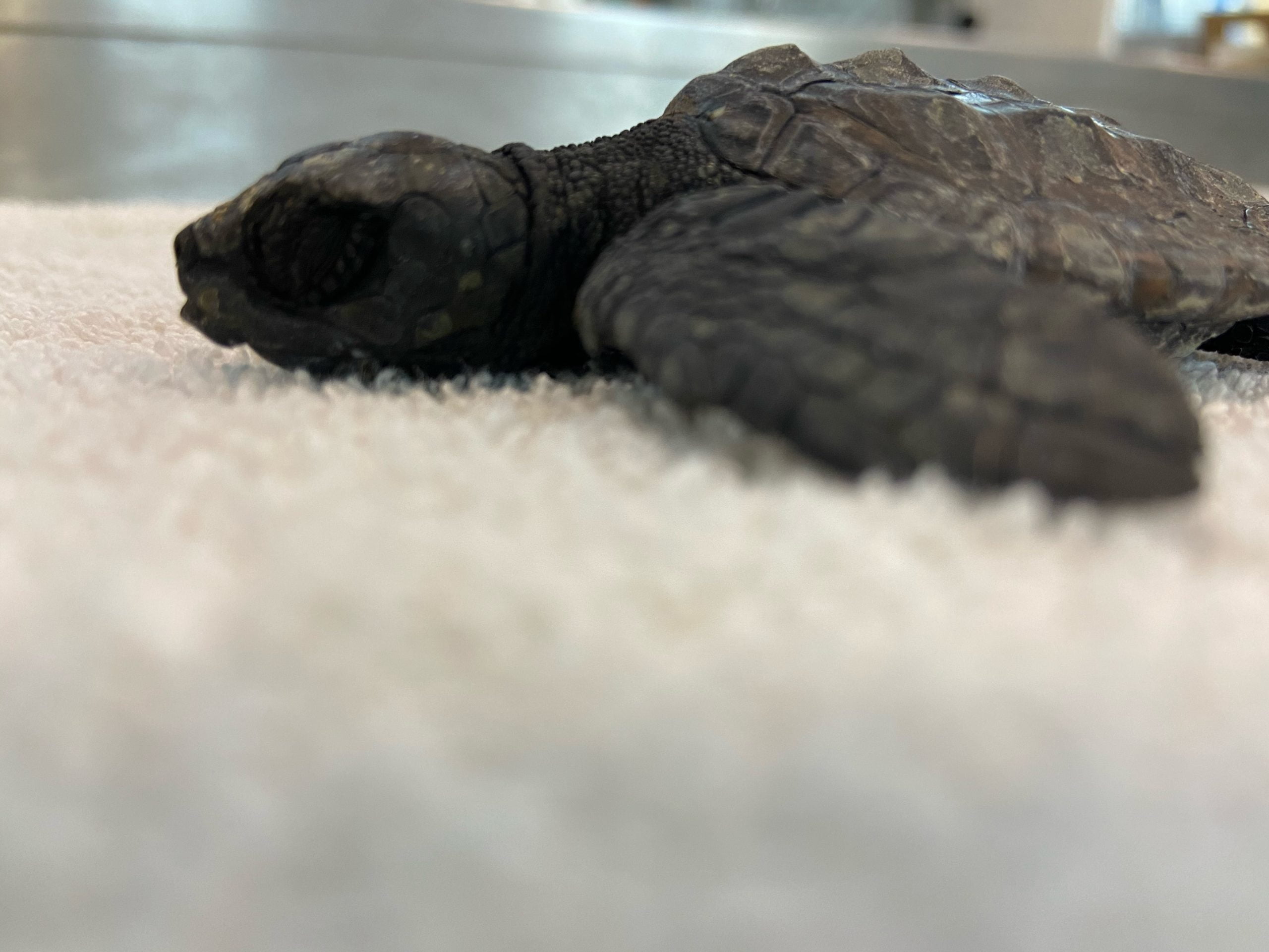 Loto, Iris, Diego ed Eleonora le prime quattro tartarughe marine del 2021 ospiti del Turtle Point della Stazione Zoologica Anton Dohrn