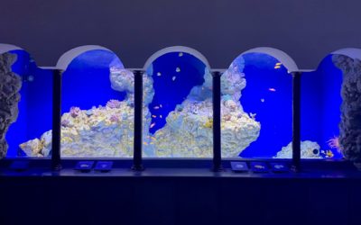 Modalità accesso visitatori e fruizione percorso espositivo Aquarium