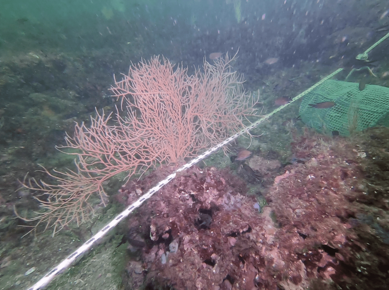 Approvata la Legge Salvamare