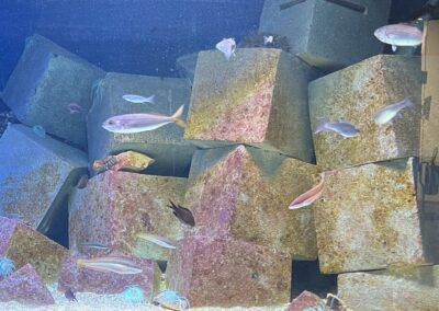 La Vita tra i Moduli di una Barriera Artificiale al Fano Marine Center